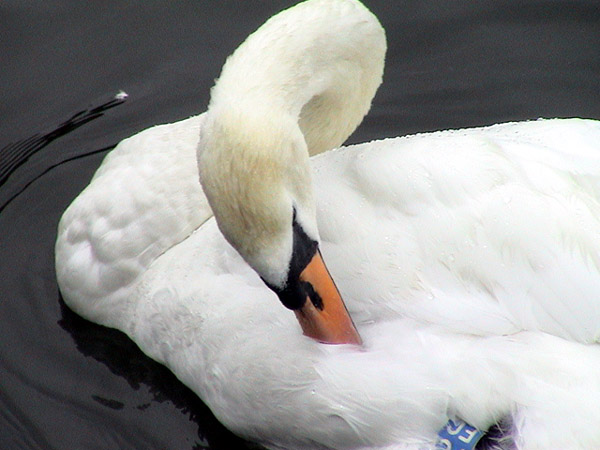 photo "The Swan" tags: nature, pets/farm animals