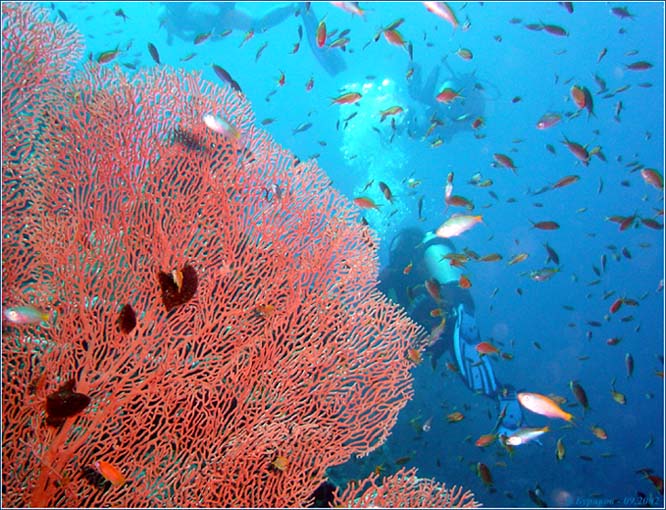 photo "Red sea from within" tags: travel, nature, Africa