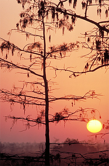 photo "Sunrise....Florida Everglades" tags: landscape, sunset
