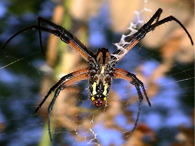 photo "Soaring" tags: macro and close-up, nature, insect