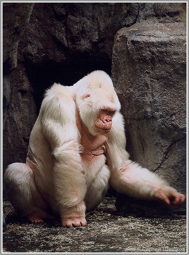 photo "His name is a Snowflake" tags: nature, wild animals