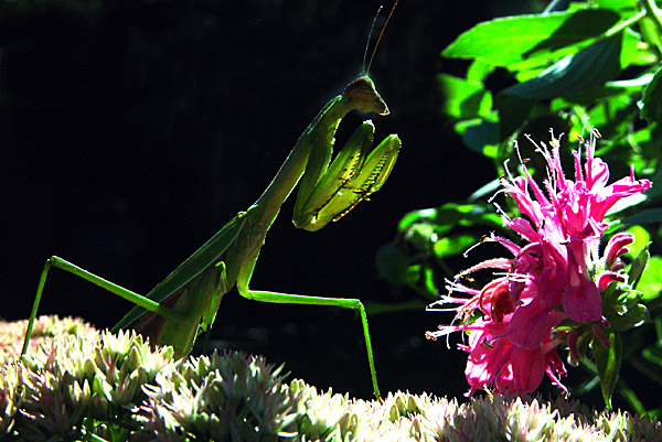 photo "** Alien **" tags: macro and close-up, nature, insect