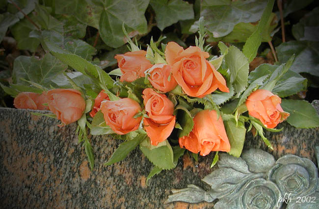 фото "Orange rose" метки: природа, цветы