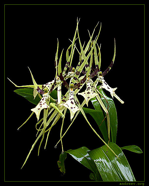 photo "Spidery orchid" tags: macro and close-up, nature, flowers