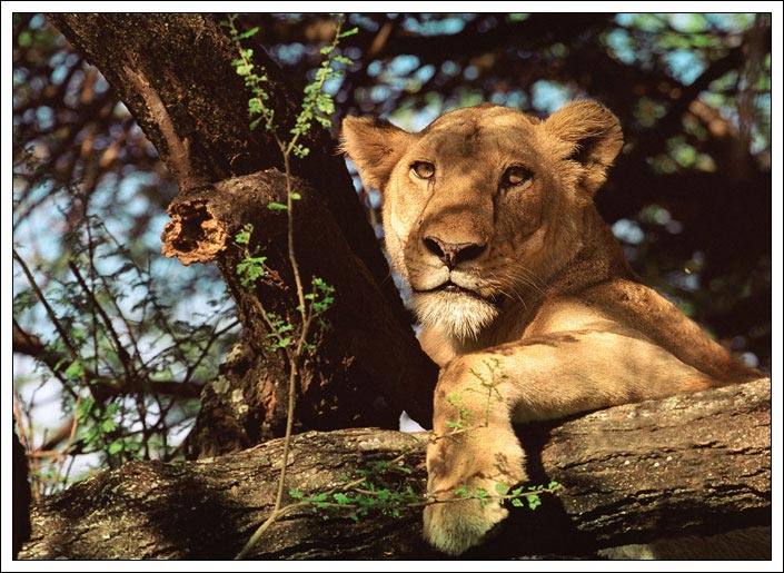 photo "Tsarina!" tags: nature, travel, Africa, wild animals