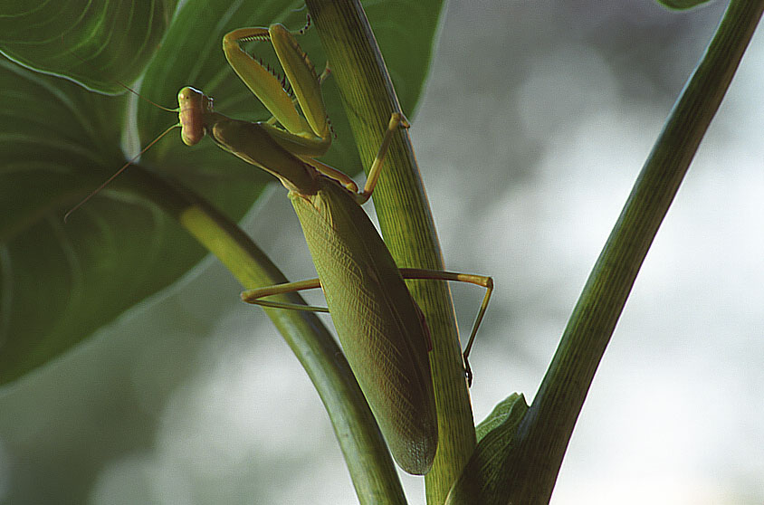 photo "Mantis (in sunset light)" tags: nature, insect