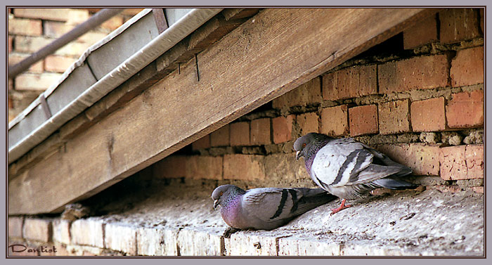 photo "Paradise under roof" tags: nature, wild animals