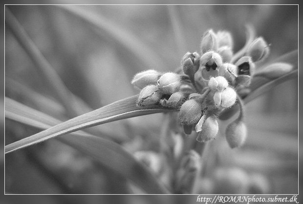 photo "Evning buds" tags: macro and close-up, still life, 