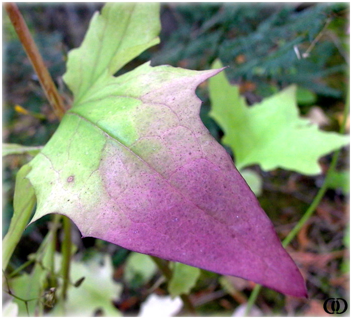 photo "Passion" tags: nature, flowers