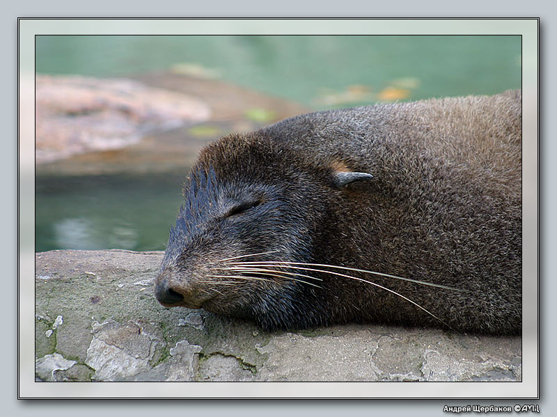photo "Sleepping after dinner :-)" tags: misc., 