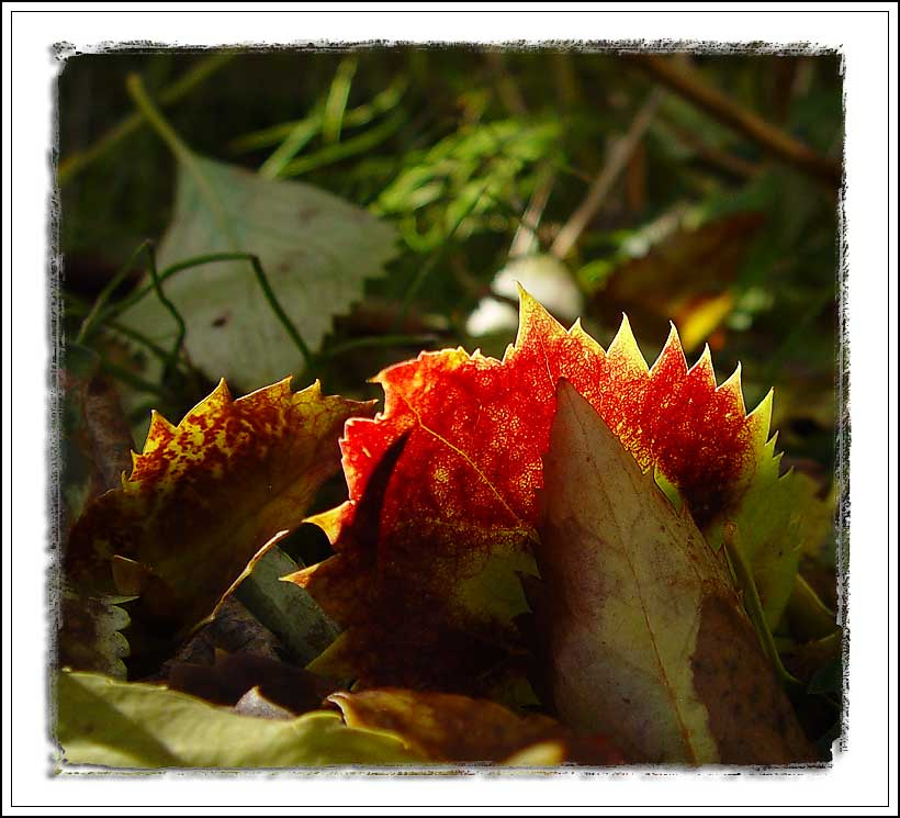 photo "Autumn" tags: nature, flowers