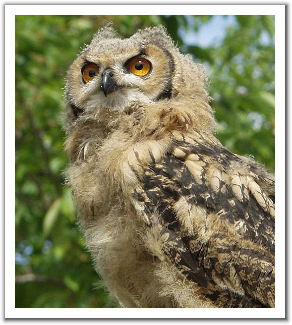 photo "Fledgling Eagle Owl" tags: nature, portrait, wild animals