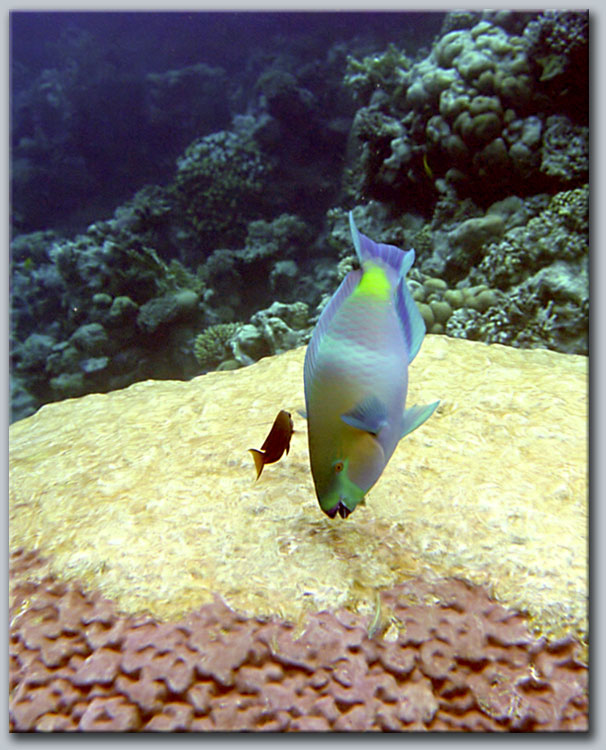 photo "Sea scare" tags: travel, underwater, Asia