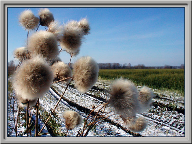 photo "The fifth season" tags: nature, flowers