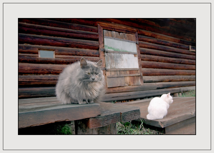 photo "*****" tags: genre, nature, pets/farm animals