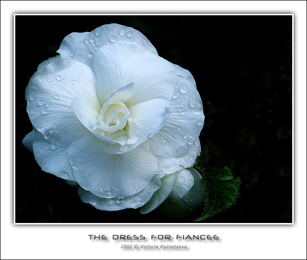 photo "The Dress for fiancee" tags: macro and close-up, nature, flowers