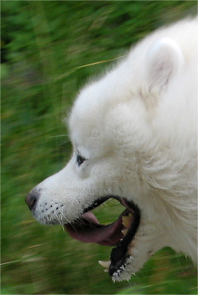 photo "The Run" tags: nature, misc., pets/farm animals