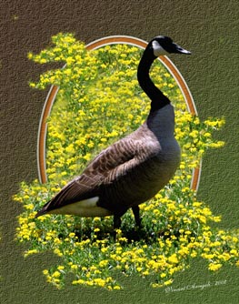 photo "Mother Geese" tags: nature, wild animals