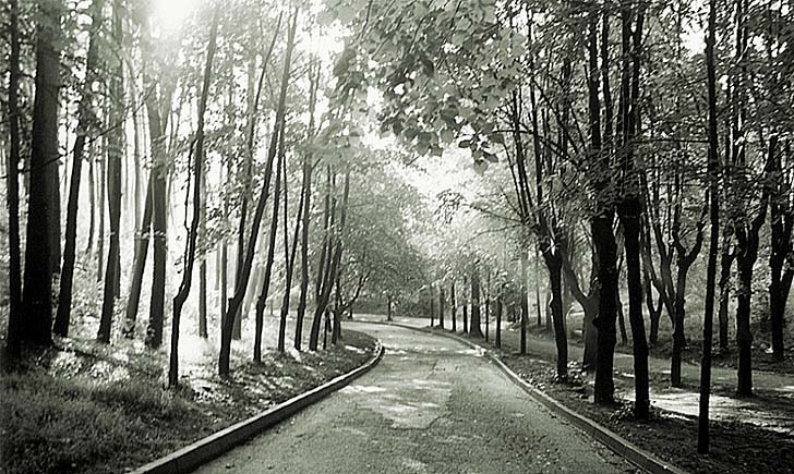 photo "Road in the park" tags: landscape, forest, summer