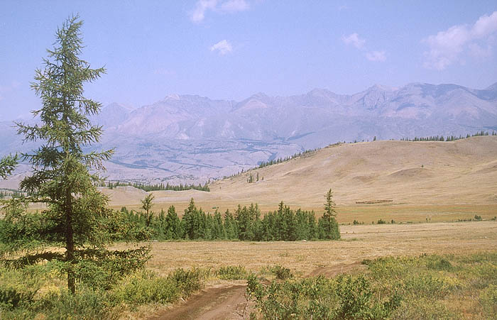 photo "Altay" tags: landscape, forest, mountains