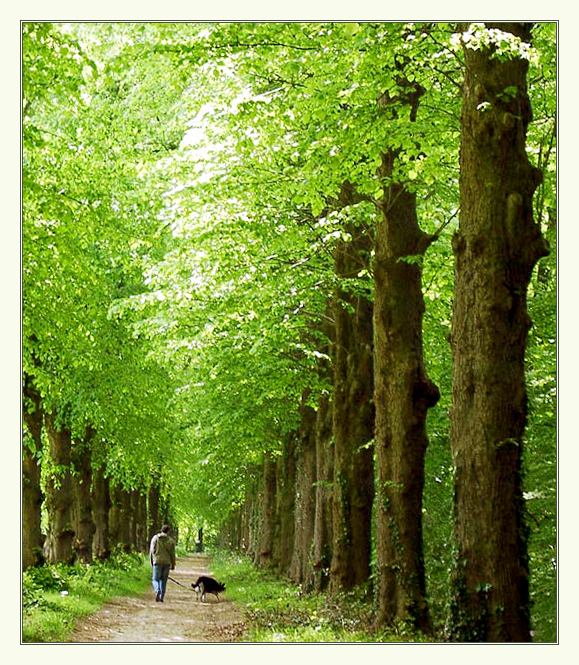 photo "Walking together...a small bit of spring..." tags: landscape, nature, flowers, spring