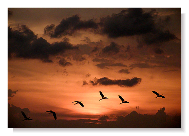 photo "Sky & Birds" tags: nature, wild animals