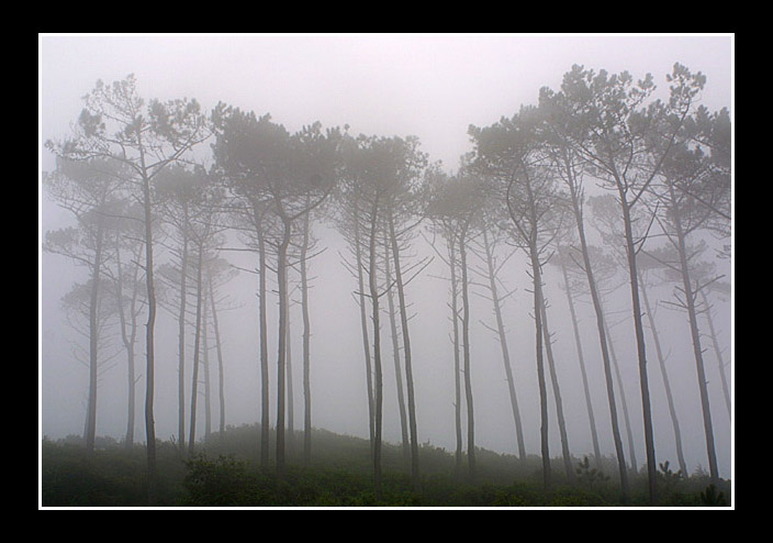 фото "misty" метки: пейзаж, осень