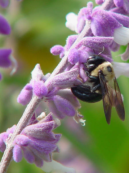 photo "Feeding on beauty" tags: nature, flowers, insect