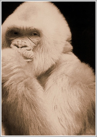 photo "-----" tags: nature, portrait, wild animals