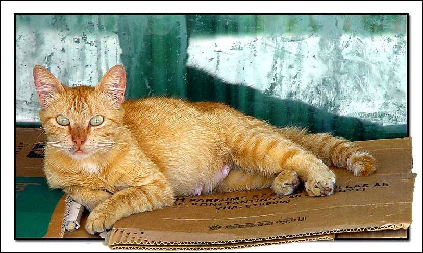 photo "Cat, Samos" tags: nature, travel, Europe, pets/farm animals