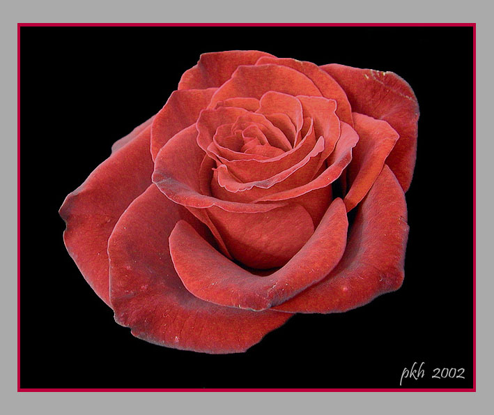 photo "Red Rose" tags: still life, 
