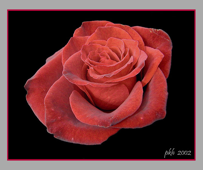 фото "Red Rose" метки: натюрморт, 