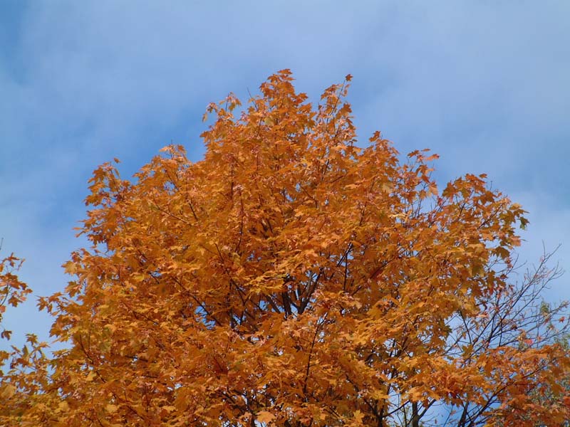 фото "Tree in the sky..." метки: пейзаж, природа, осень, цветы