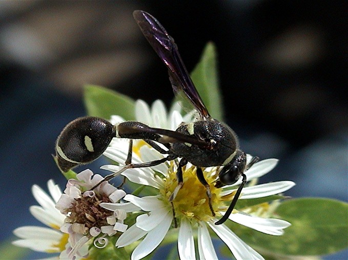 photo "The gold digger" tags: macro and close-up, nature, insect