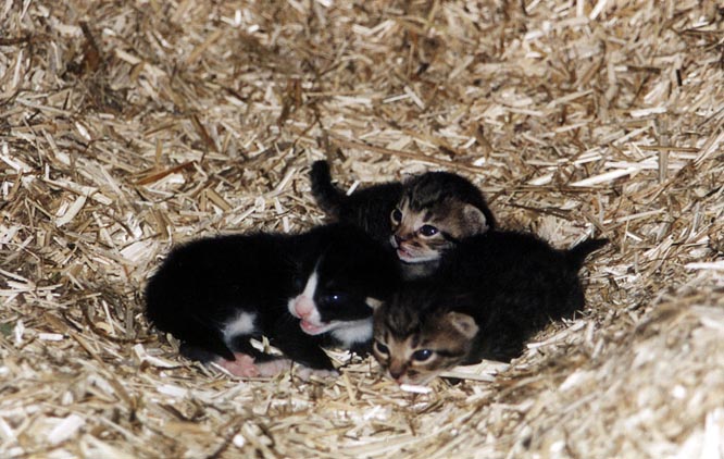 photo "Small pussy" tags: nature, pets/farm animals