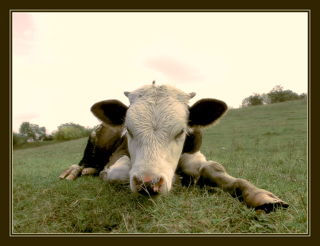 photo "Dream speckled bull" tags: genre, nature, pets/farm animals