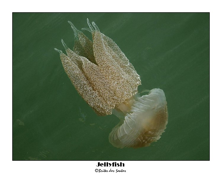 фото "Jellyfish" метки: природа, 
