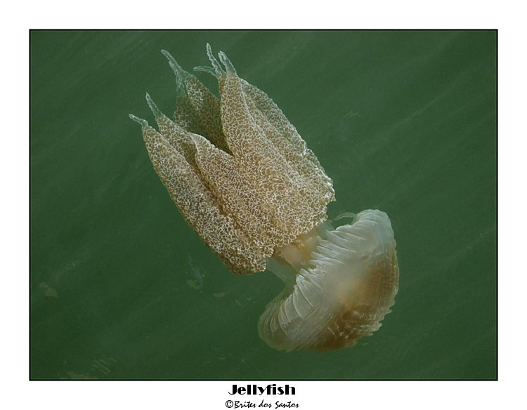 photo "Jellyfish" tags: nature, 