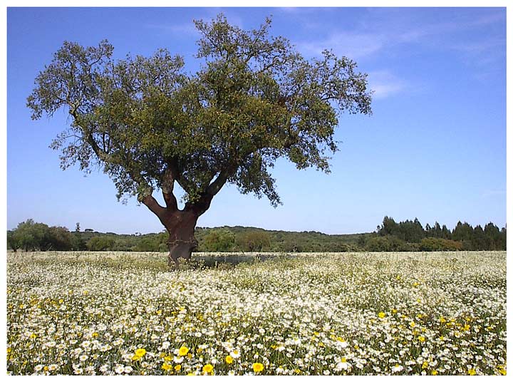 photo "Good company" tags: landscape, nature, flowers, spring
