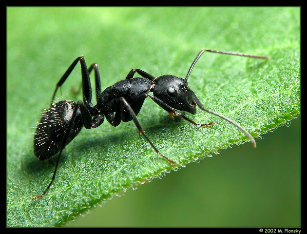 photo "Ant on a Leaf" tags: nature, macro and close-up, insect