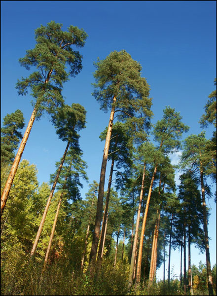 photo "Ship a pine" tags: landscape, forest