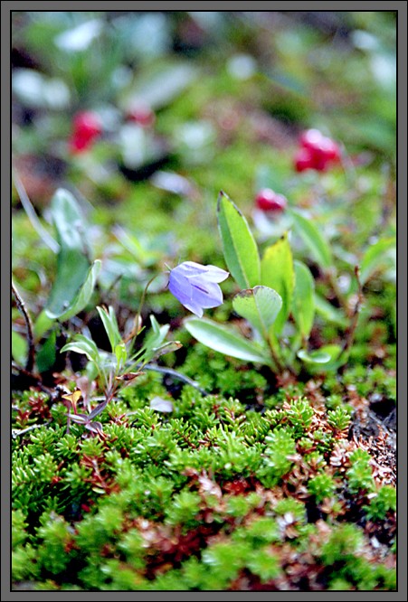 photo "NordLand BellFlower" tags: macro and close-up, nature, flowers