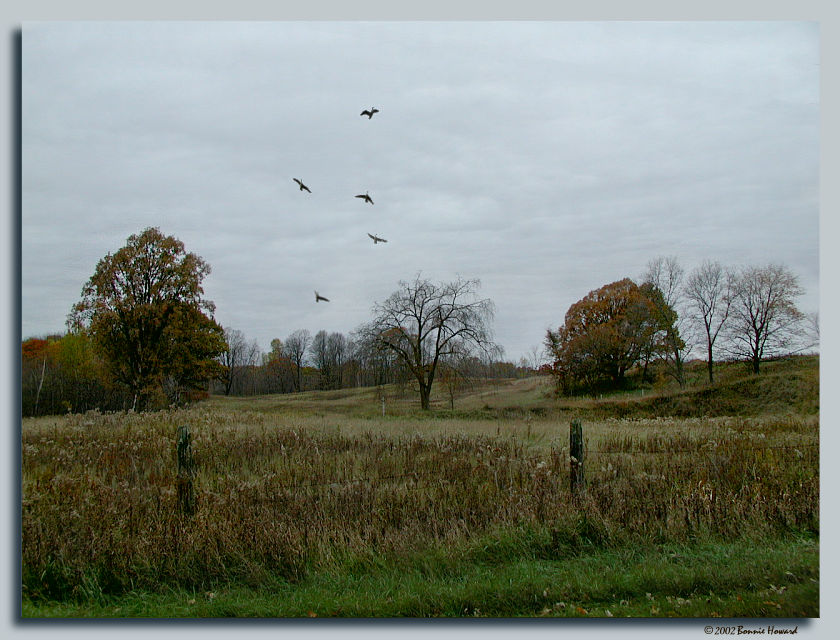photo "Autumn Fades" tags: landscape, autumn, forest