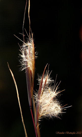 photo "Edges of Light" tags: macro and close-up, nature, flowers