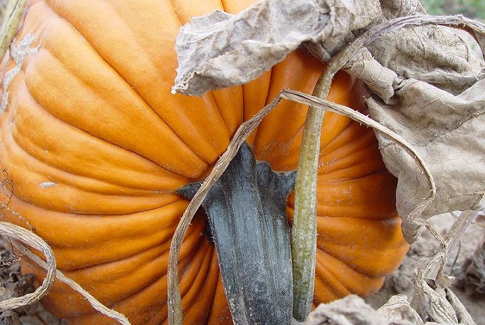 photo "Ripe Pumpkin" tags: misc., 