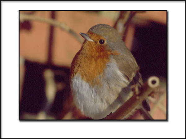 photo "My friendly Robin" tags: nature, pets/farm animals