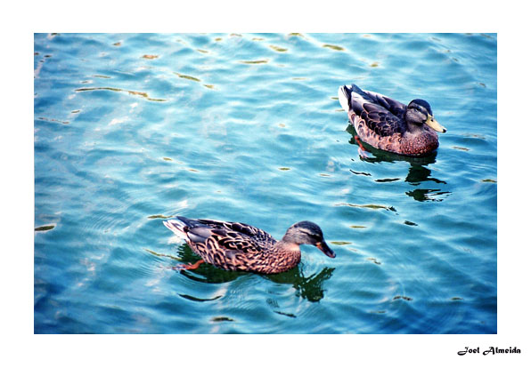 photo "The ducks" tags: nature, pets/farm animals, wild animals