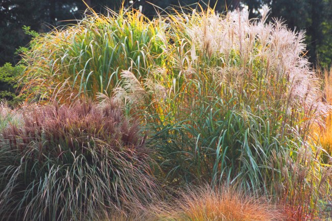 photo "Colorful Grasses" tags: misc., landscape, 