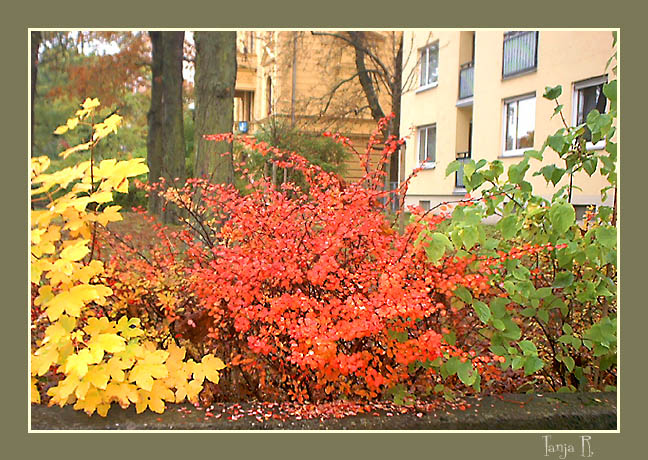 photo "Three colors of an autumn" tags: nature, flowers