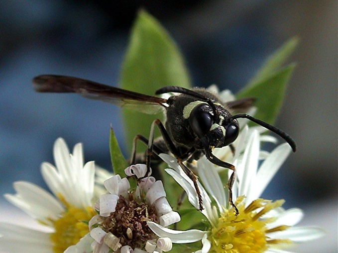 photo "The gold digger *2*" tags: macro and close-up, nature, insect